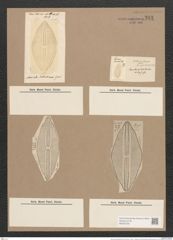 Navicula robertsoniana Grev. (de-Toni-Nr.: Genus 1, Species 347) Zeichnungen Sammlung Grunow Nr. 793 (NHMW-BOT-W0367209)